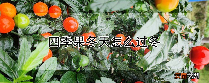 四季果冬天怎么过冬