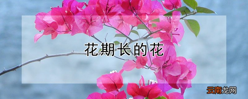 花期长的花