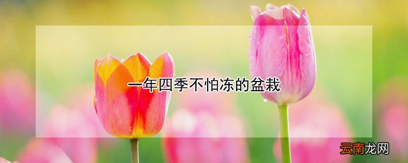 一年四季不怕冻的盆栽