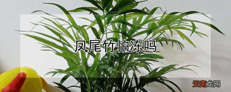 凤尾竹怕冻吗