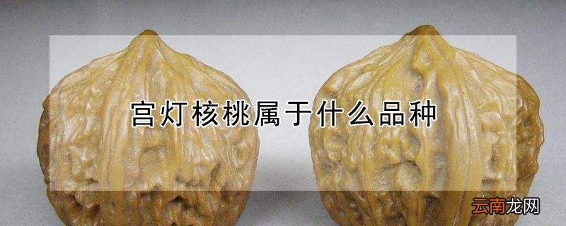 宫灯核桃属于什么品种