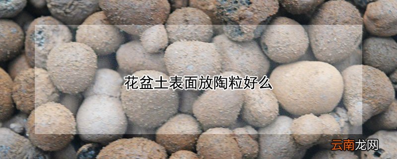 花盆土表面放陶粒好么