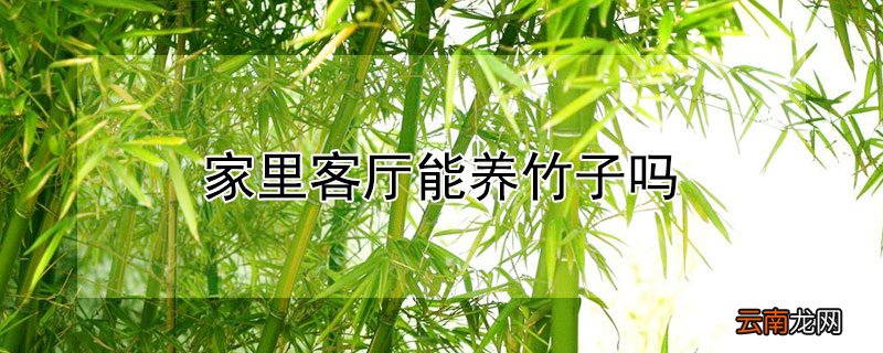 家里客厅能养竹子吗