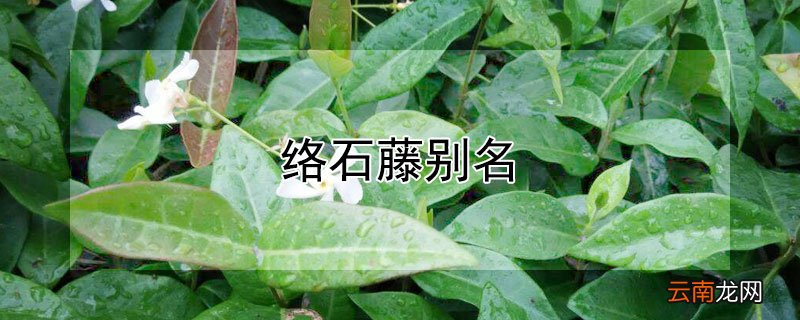 络石藤别名