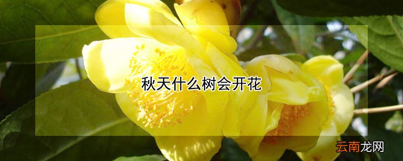 秋天什么树会开花