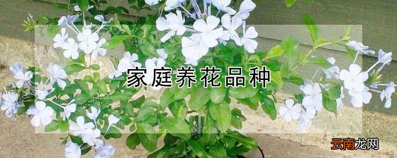 家庭养花品种