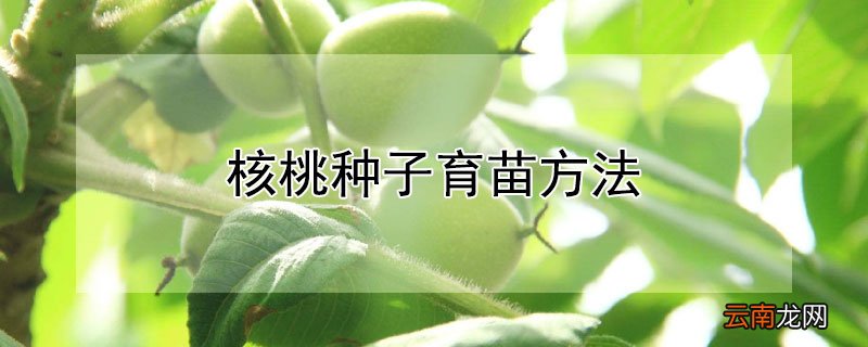 核桃种子育苗方法