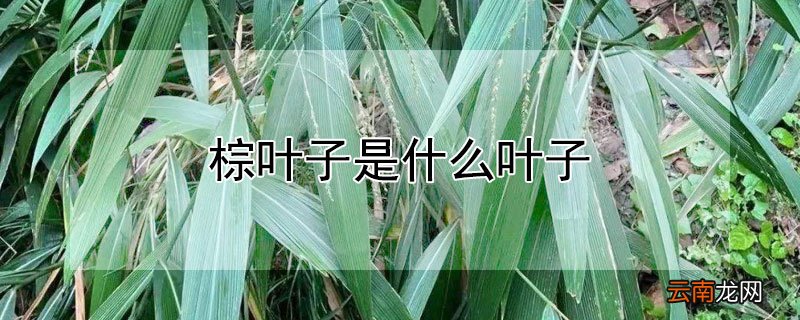棕叶子是什么叶子