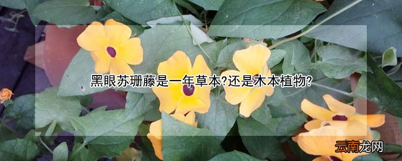 黑眼苏珊藤是一年草本?还是木本植物?