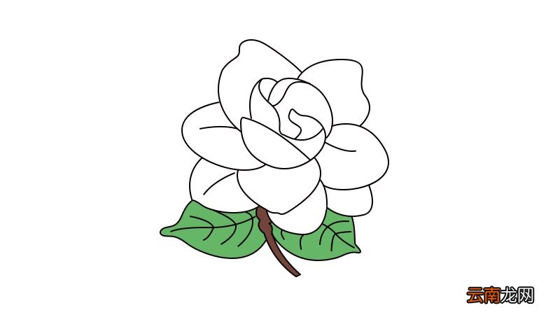 栀子花简笔画教程栀子花简笔画怎么画