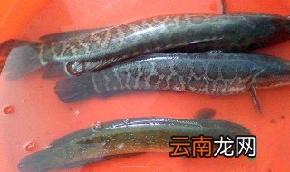 黑鱼如何去骨 用取下的鱼肉做出的滑炒鱼片