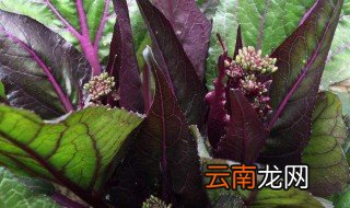 红菜苔种多久才会起心 你了解吗