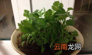 土法保存香菜 土方法保存香菜的几个步骤