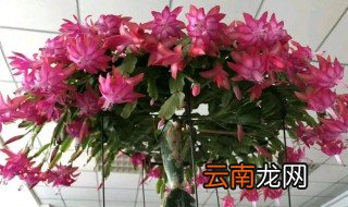 蟹爪兰适合室内养殖吗 蟹爪兰能不能室内养殖