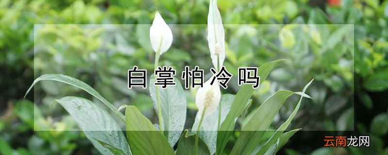 白掌怕冷吗