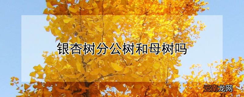 银杏树分公树和母树吗