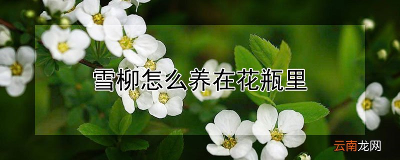 雪柳怎么养在花瓶里