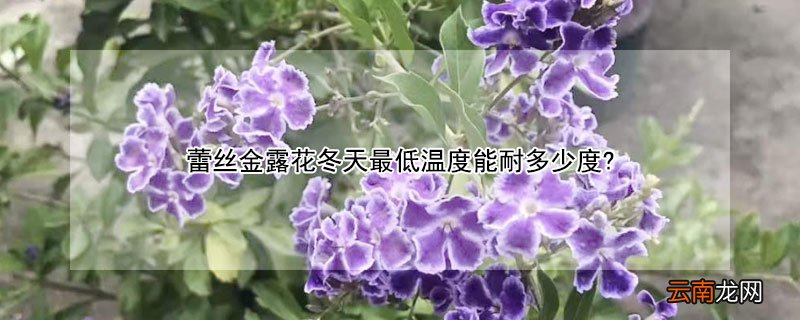 蕾丝金露花冬天最低温度能耐多少度?