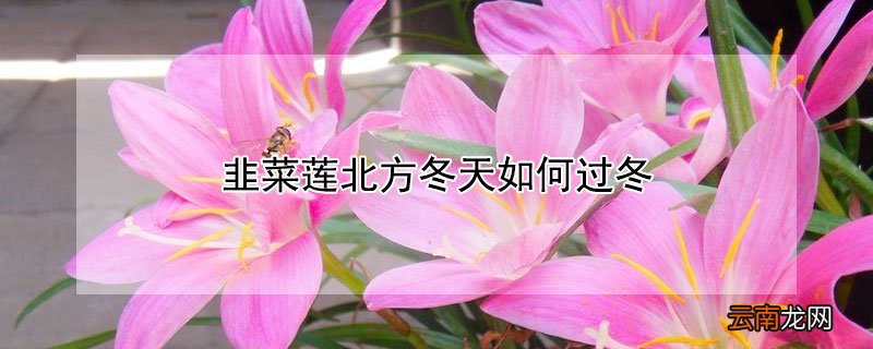 韭菜莲北方冬天如何过冬