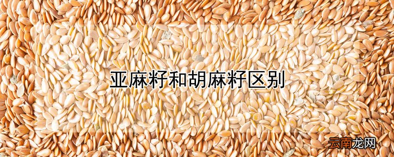 亚麻籽和胡麻籽区别