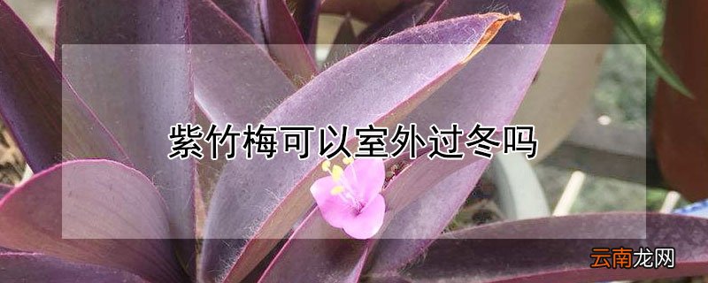 紫竹梅可以室外过冬吗