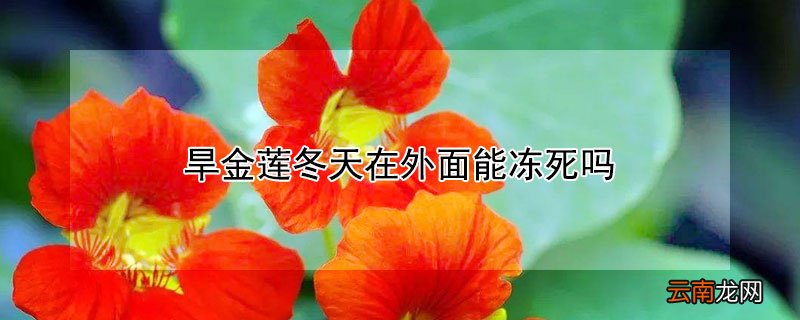 旱金莲冬天在外面能冻死吗