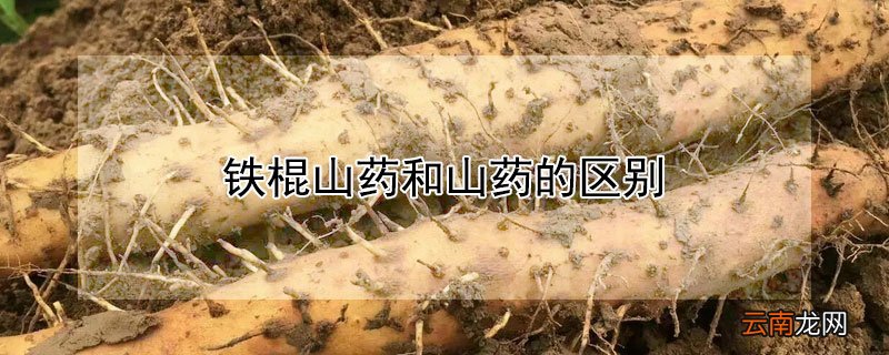 铁棍山药和山药的区别