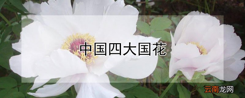 中国四大国花
