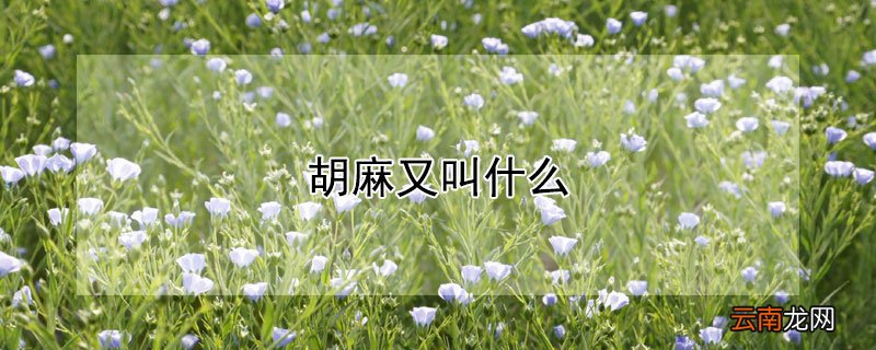 胡麻又叫什么