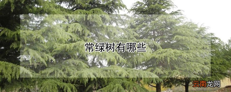 常绿树有哪些