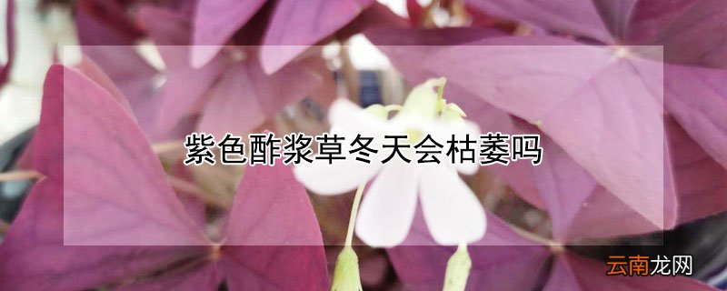 紫色酢浆草冬天会枯萎吗