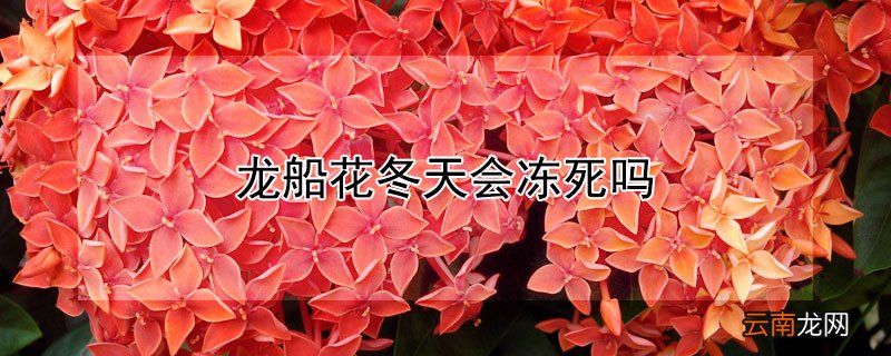 龙船花冬天会冻死吗