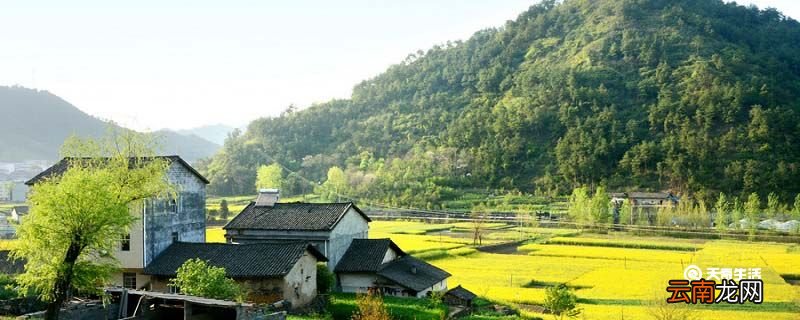 黄花菜凉了的典故是什么 黄花菜都凉了的典故由来