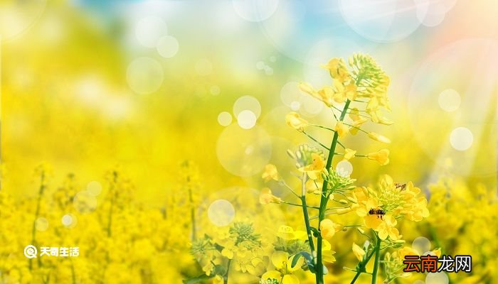 黄花菜凉了的典故是什么 黄花菜都凉了的典故由来