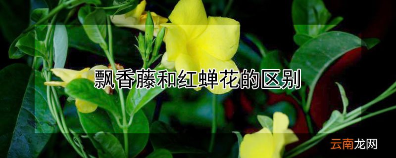 飘香藤和红蝉花的区别