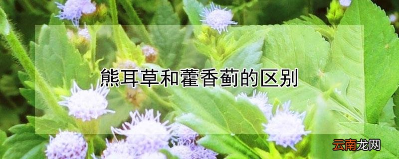 熊耳草和藿香蓟的区别