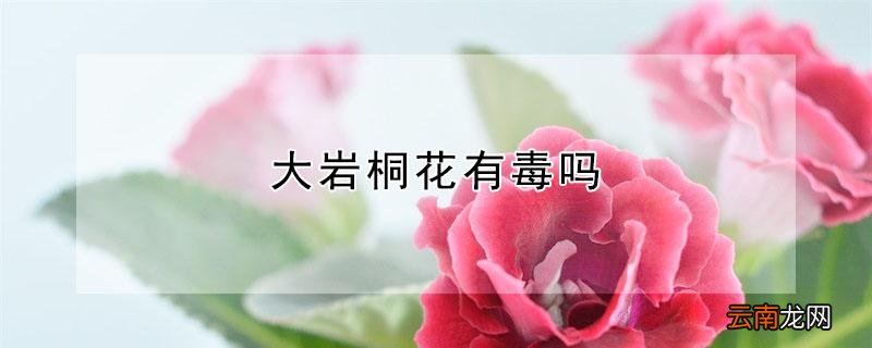 大岩桐花有毒吗