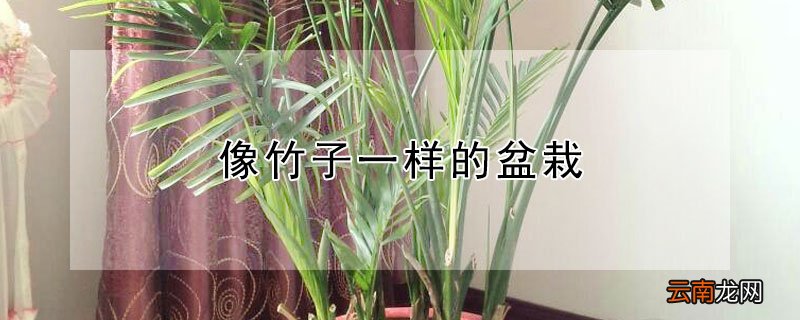 像竹子一样的盆栽