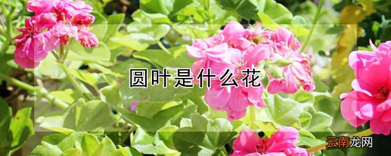 圆叶是什么花