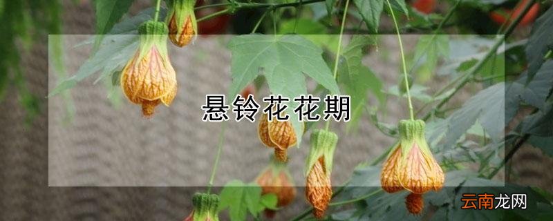 悬铃花花期