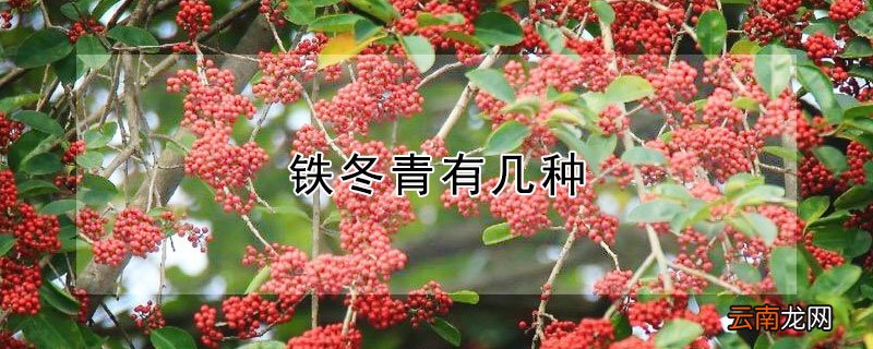铁冬青有几种