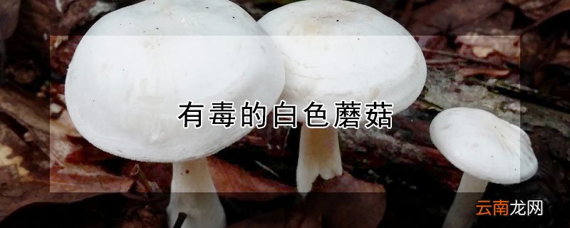 有毒的白色蘑菇