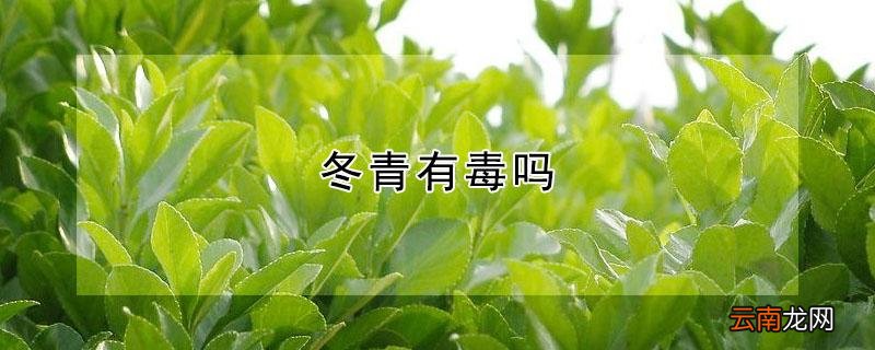 冬青有毒吗
