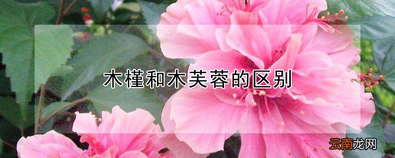 木槿和木芙蓉的区别