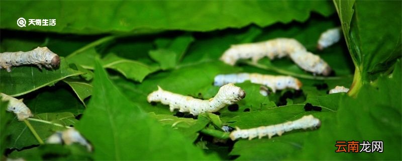 蚕几天结茧