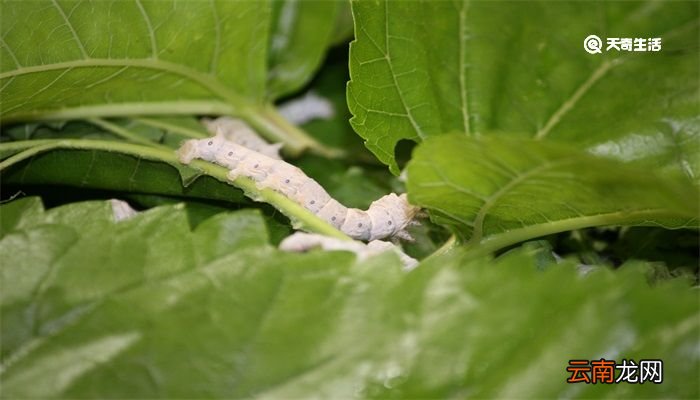 蚕几天结茧