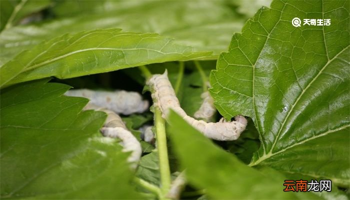 蚕几天结茧
