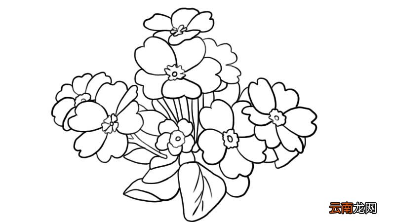 樱花草简笔画