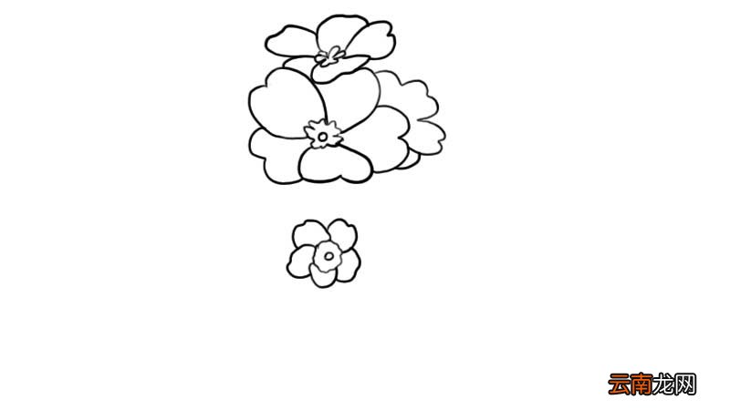 樱花草简笔画