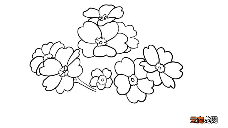 樱花草简笔画